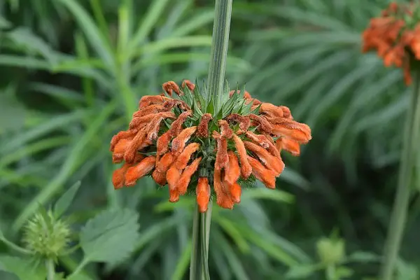 leonotis leonurus queue de lion fleur octobre automne