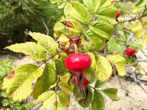 rosier rugosa frau dagmar hastrup fleur du mois d octobre