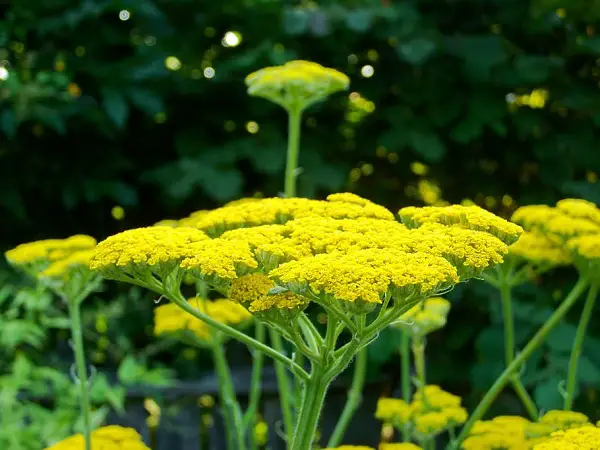 achillee millefeuille jaune jardin potager