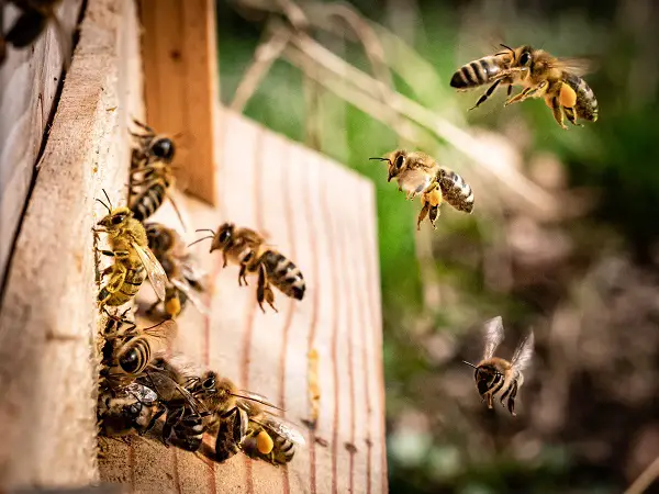 comment protéger les abeilles