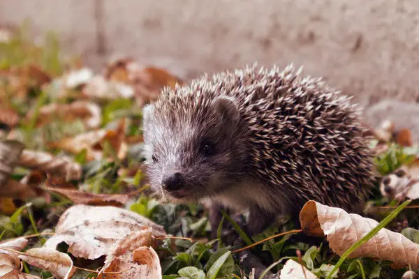 comment proteger les herissons dans son jardin