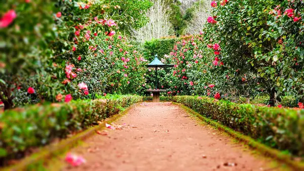 couper les bordures de jardin