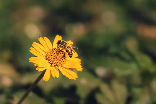 des fleurs pour attirer les abeilles