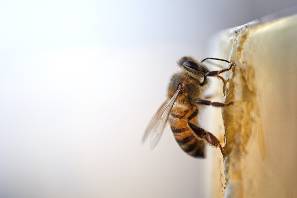 eviter les pesticides pour sauver les abeilles