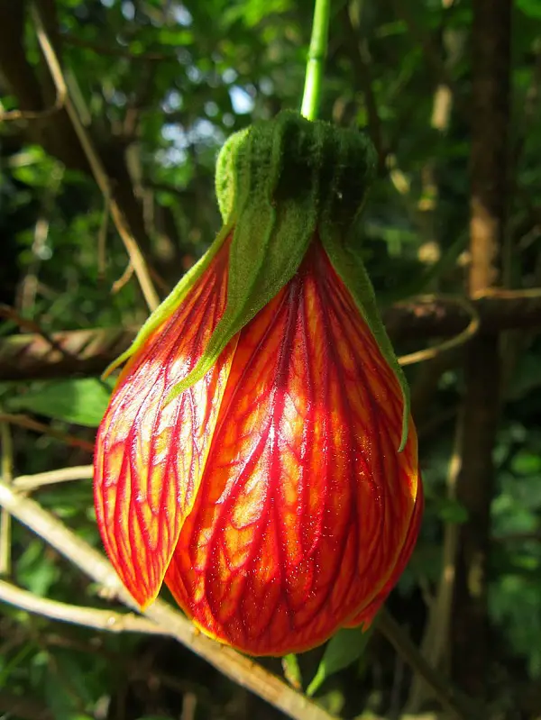 fleur octobre abutilon megapotamicum