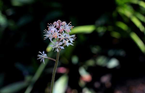 fleur octobre saxifraga fortunei rubrifolia