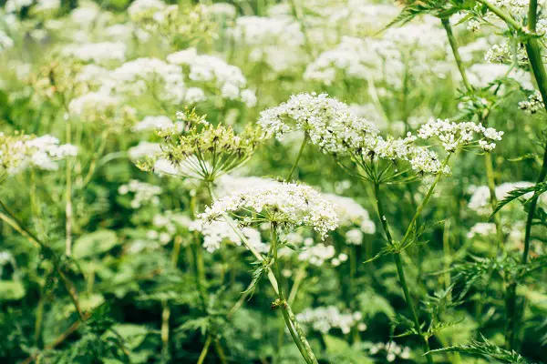 planter des achillees millefeuilles dans son potager