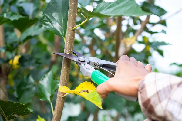 Comment bien choisir un sécateur pour la taille au jardin