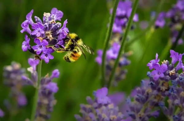 pourquoi proteger les abeilles