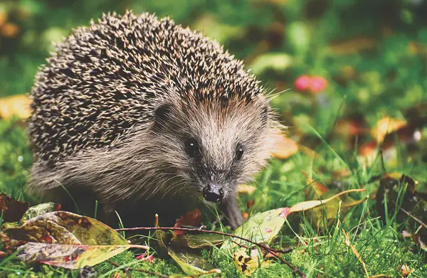 prendre soin des herissons dans son jardin