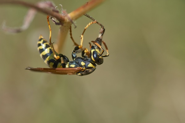 proteger les abeilles des guepes