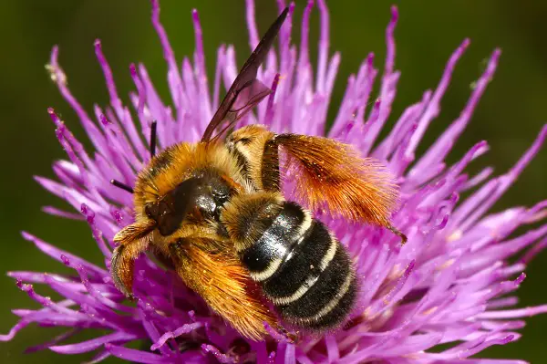 proteger les abeilles en utilisant du bio