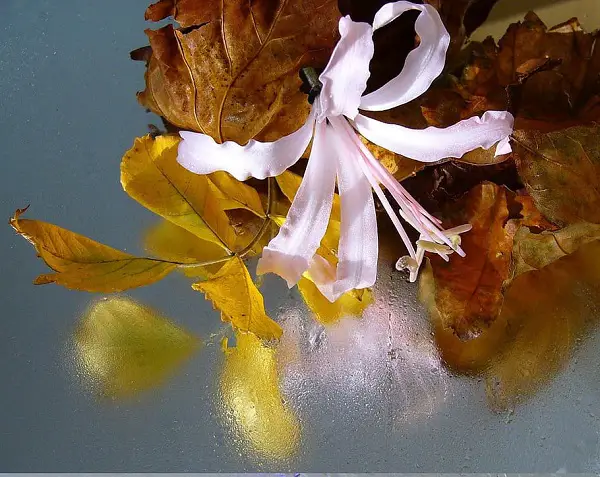 quelle fleur planter en octobre amarine belladiva ou nérine hybride