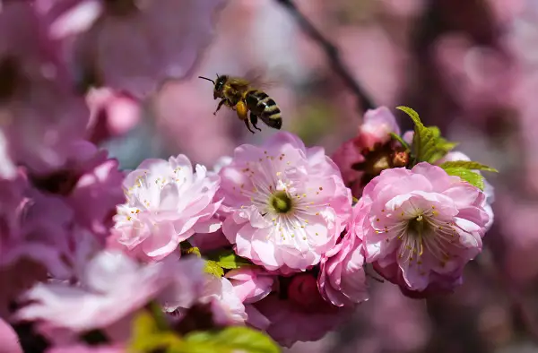 sauver les abeilles planter des cerisiers