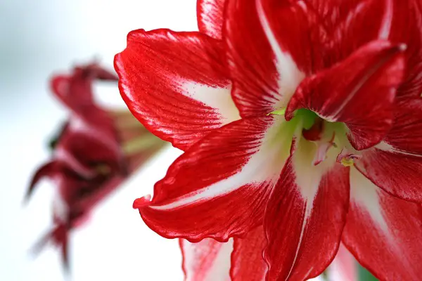 amaryllis minerva plantation hiver jardin