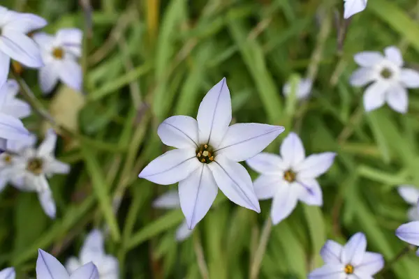 quand planter des ipheion a l automne