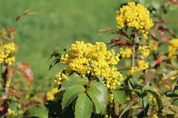 arbuste hiver fleurs jaune mahonia wagneri pinnacle