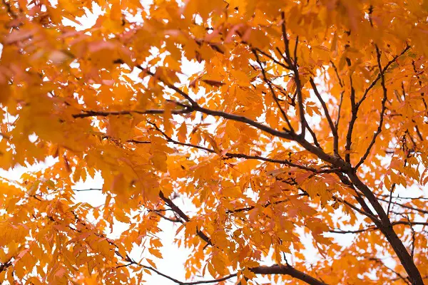 comment tailler des grosses branches avec coupe branche