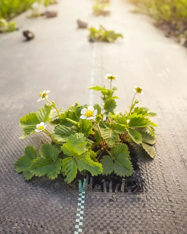 Quelle toile de paillage pour votre potager ? - Blog Jardin Couvert -  Conseils jardinage et serres