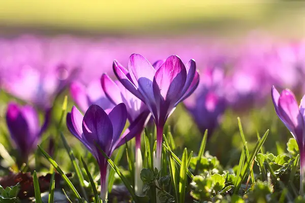 crocus bulbe a planter octobre