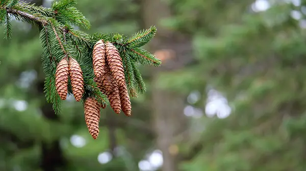 epicea arbre resistant au froid octobre