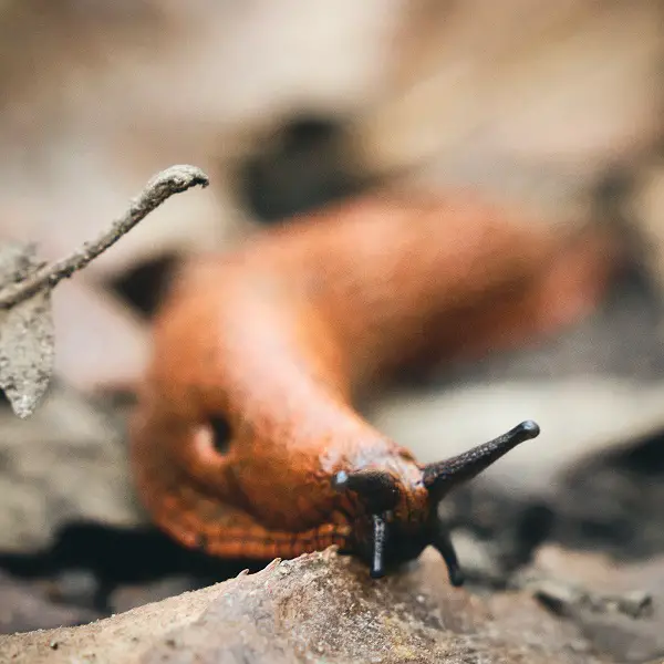 faire fuir les limaces naturellement