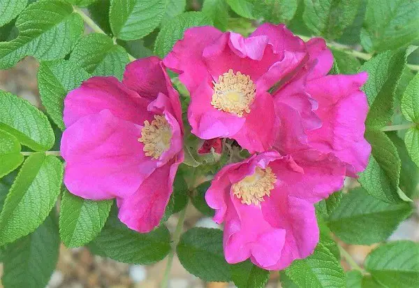 fleur rosier rugueux taille plantation fleurs