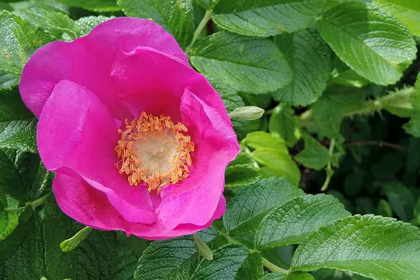 periode de floraison du rosa rugosa rosier japonais