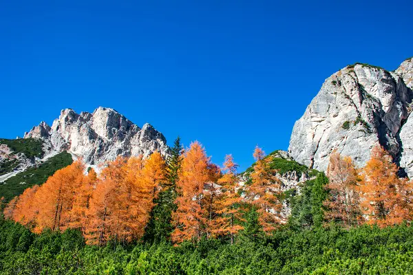 pins a feuilles persistantes a planter en octobre