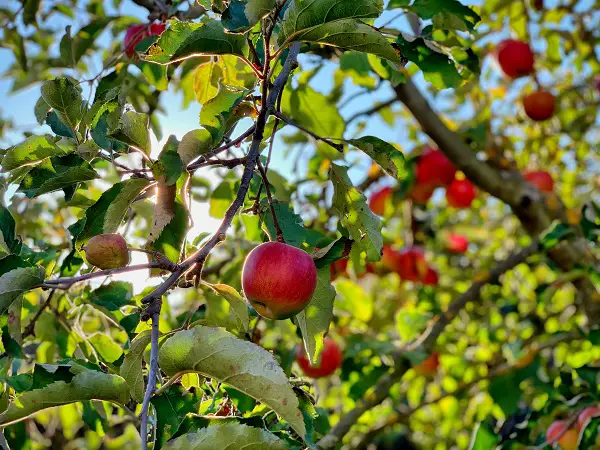 planter arbre fruitier automne pommier