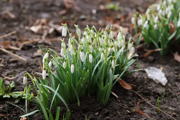 planter bulbe de perce neige dans son jardin