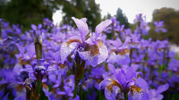 planter des bulbes d iris en automne