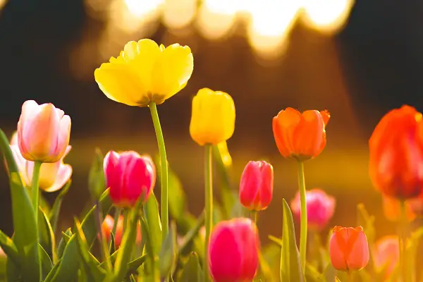 planter des tulipes dans son jardin en automne