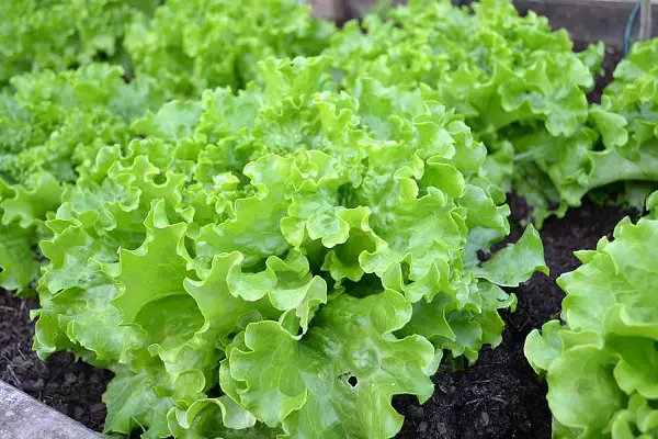 planter salade hiver batavia