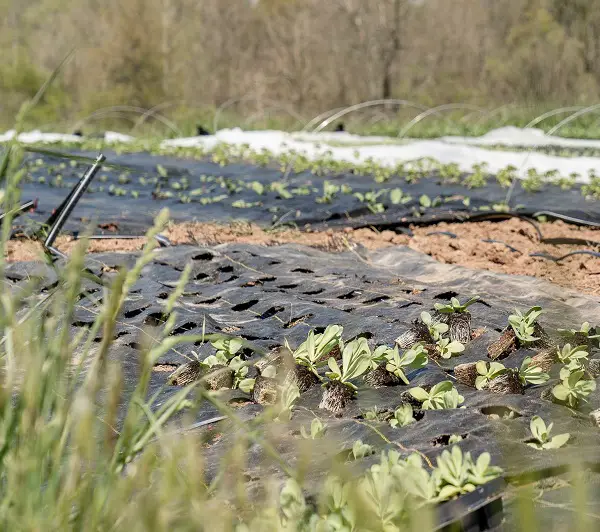 pourquoi mettre une toile de paillage dans son jardin potager