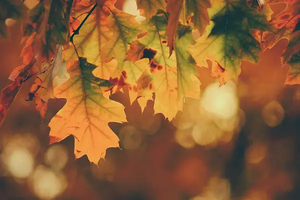 quel arbre planter en automne dans son jardin