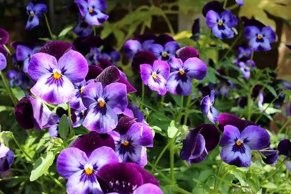 quelles fleurs planter en hiver