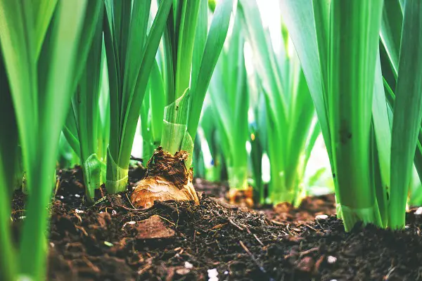 replanter les bulbes avant lhiver