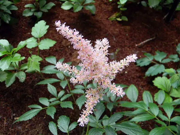 astilbe beauty of ernst fleur du mois de novembre