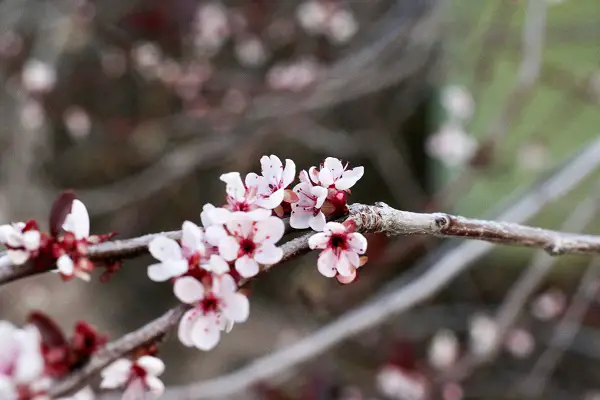cerisier a fleurs nain du japon prunus incisa