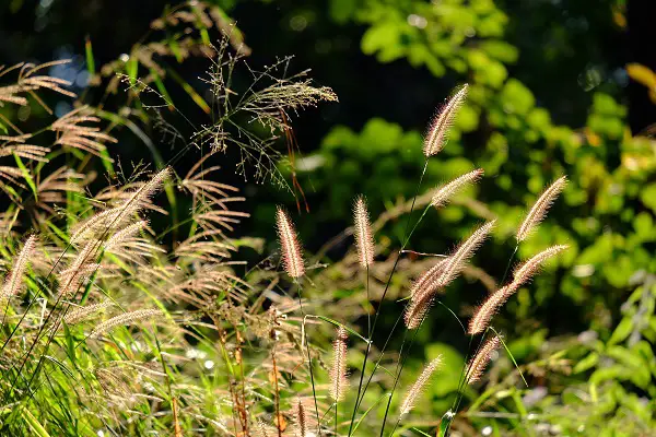 deyeuxia curvula herbe jardin novembre