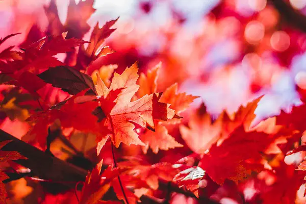 Érable à écorce de papier acer griseum arbre novembre feuilles orangees