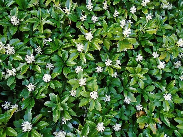 euphorbe du japon plante vivace fleurs blanches