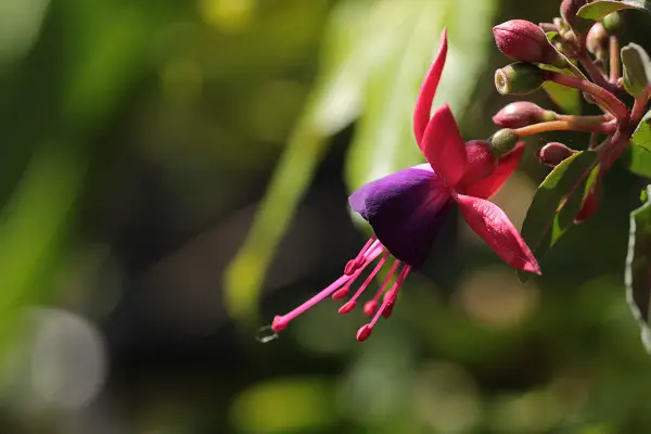 fuchsia blacky fleur a planter au mois de novembre dans le jardin