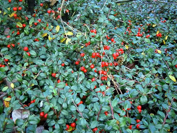 gaulthérie couchée bordure de jardin plante vivace