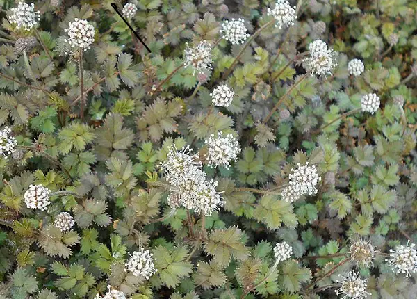 lampourde à petites feuilles acaena microphylla kupferteppich