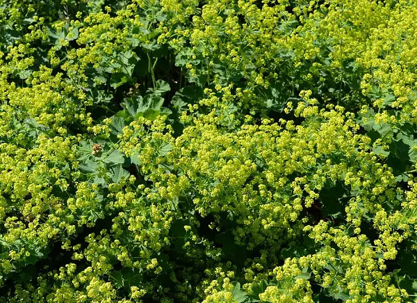 manteau de notre dame alchemilla mollis plante couvre sol