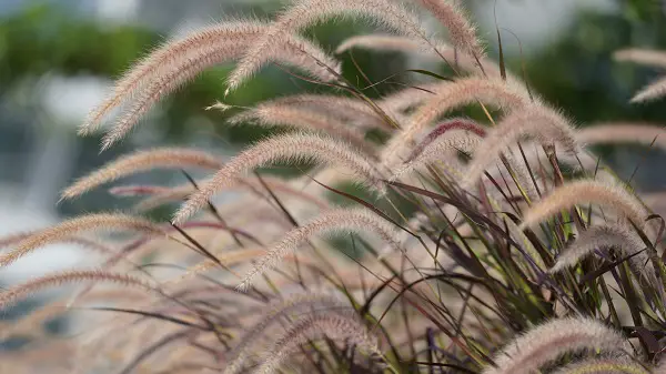 miscanthus du nepal plante novembre