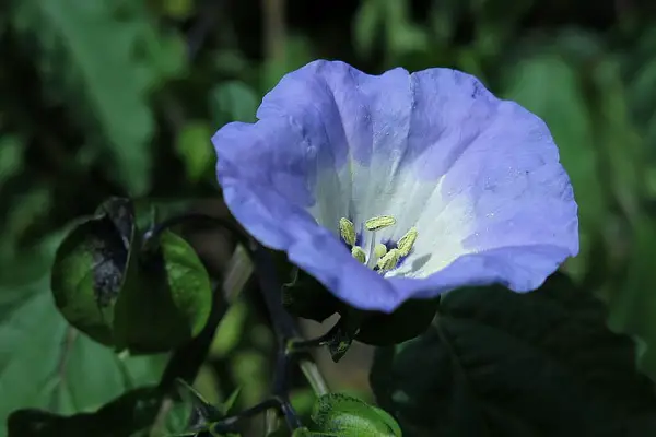 nicandra physalodes black pod fleur a planter en novembre