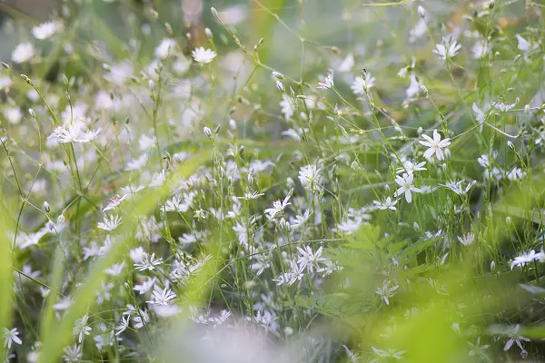saxifraga shiranami